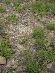 Dichanthelium meridionale