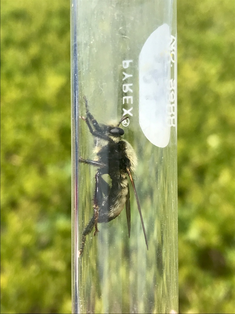 Champlain Laphria