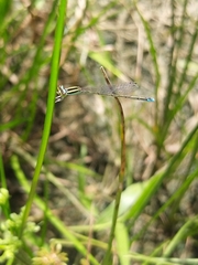 Aciagrion occidentale