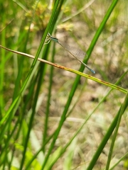 Aciagrion occidentale