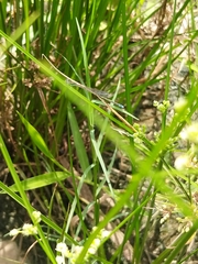 Aciagrion occidentale
