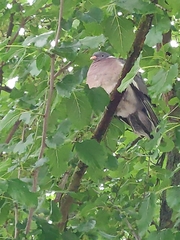Columba palumbus