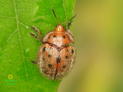 Chelymorpha gressoria