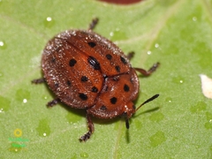 Chelymorpha gressoria