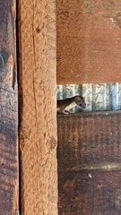 Mustela nivalis
