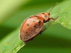 Chelymorpha gressoria