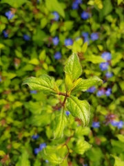 Angiospermae