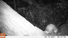 Phataginus tricuspis