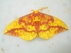 Eacles imperialis pini