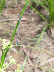 Aciagrion occidentale