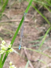 Aciagrion occidentale
