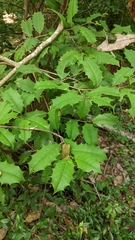 Ilex opaca image