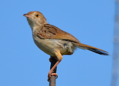 Rattling Cisticola photo 3