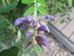 Wisteria frutescens