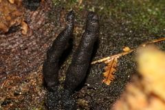 Xylaria castorea