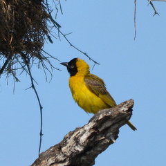 Ploceus intermedius cabanisii