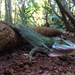Western Giant Anole - Photo (c) Josh Vandermeulen, some rights reserved (CC BY-NC-ND), uploaded by Josh Vandermeulen