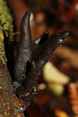 Xylaria castorea