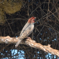 Amadina erythrocephala