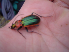 Carabus lineatus lateralis