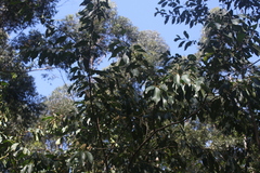 Prunus subcoriacea