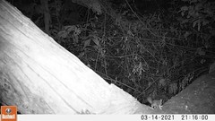 Graphiurus
