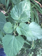 Ageratina altissima