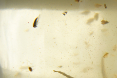 Corixoidea