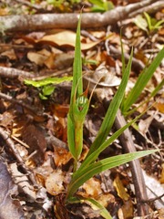Pterostylis cardiostigma