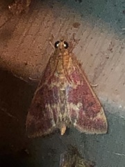 Pyrausta signatalis