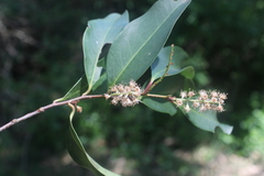 Prunus subcoriacea