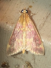 Pyrausta signatalis