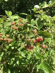 Rubus allegheniensis