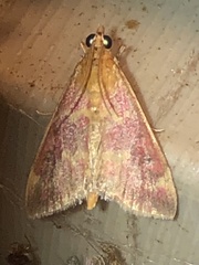 Pyrausta signatalis