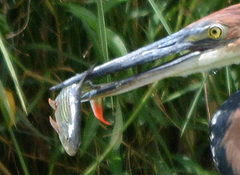 Hydrocynus vittatus