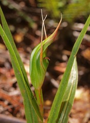 Pterostylis cardiostigma