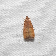 Glyphidocera democratica