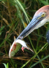 Hydrocynus vittatus
