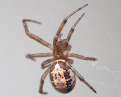 Steatoda nobilis