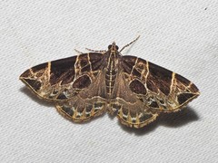 Gandaritis atricolorata