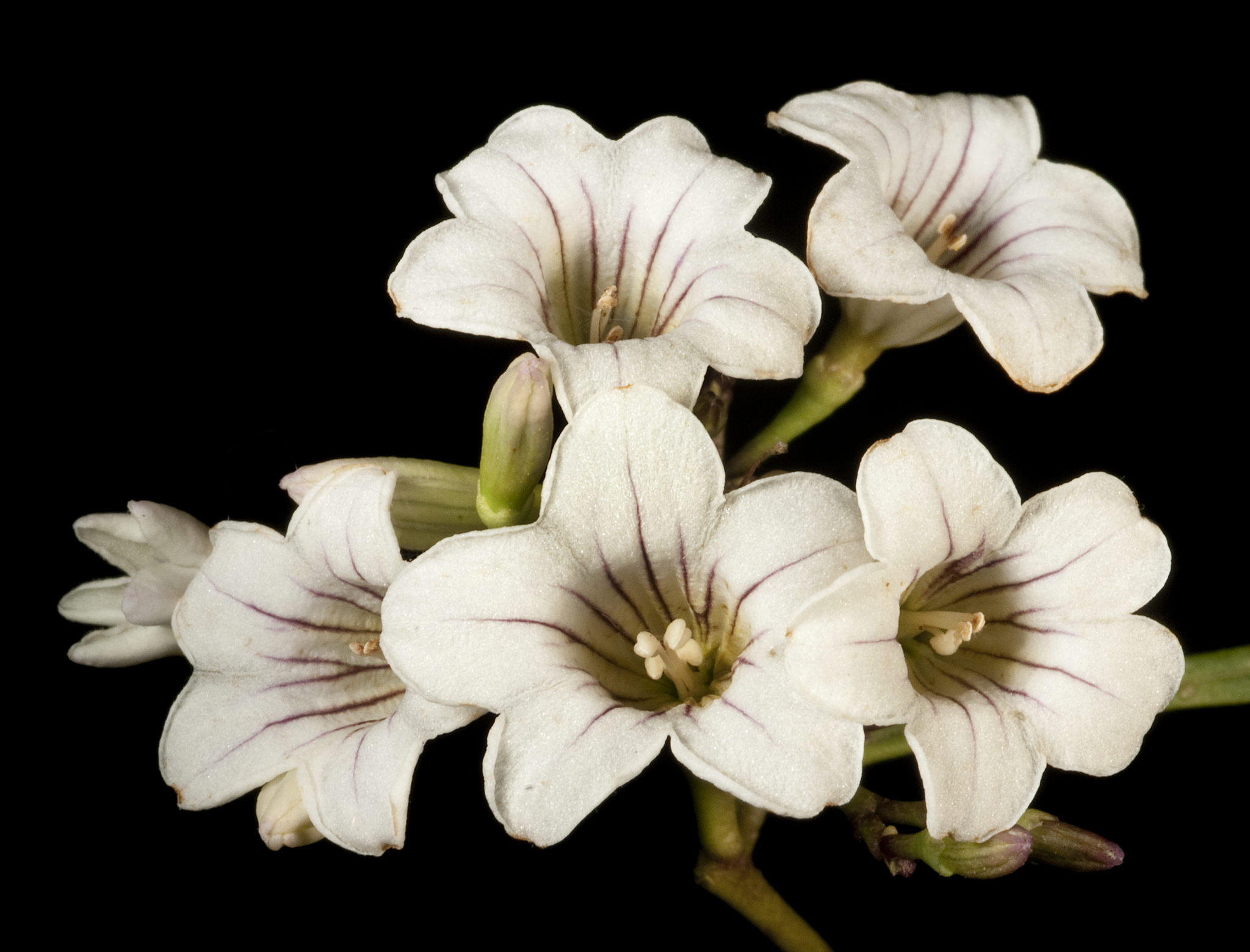 Duboisia hopwoodii