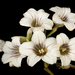 Duboisia hopwoodii - Photo (c) Kevin Thiele, algunos derechos reservados (CC BY)