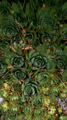 Sempervivum tectorum