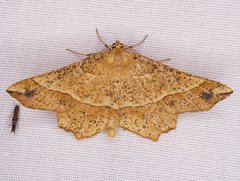 Euchlaena tigrinaria