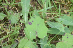 Puccinia poarum