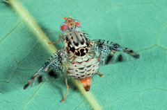 Ceratitis millicentae