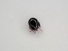 Galumnidae