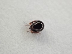 Galumnidae