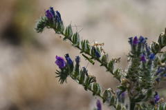 Echium