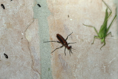 Pyrota tenuicostatis